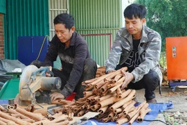 茶眉肉桂是广南省西部山区少数民族群众的主要收入来源。图自人民报