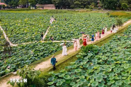 宁平六月荷花季。图自越通社