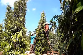越南胡椒突破每公斤15万越盾 2026年产季有望再创出口新高。图自越通社