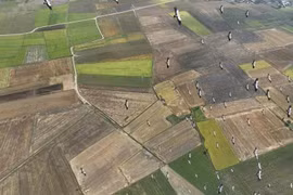 钳嘴鹳飞临嘉莱稻田，当地加强保护行动。图自越通社