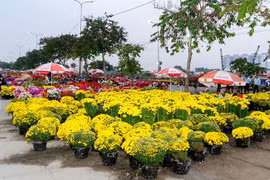 2026丙午年平田花市赏春景、过春节、乐购物。图自越通社