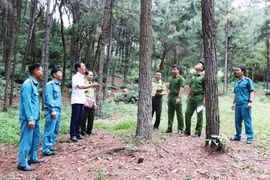 越南首都加强森林保护，巩固生态屏障。图自hanoimoi.vn