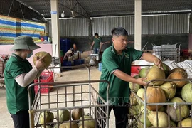 永隆省2025年椰子出口额约达5亿美元。图自越通社