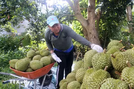 2025年越南榴莲产业实现突破性增长，出口额约达40亿美元。图自越通社
