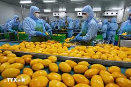 2025年标志着越南果蔬行业连续第三年创下出口新纪录，出口额约达86亿美元。图自越通社