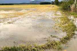 大面积稻田在雨后被深水淹没。图自越通社