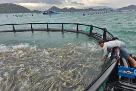 在庆和省开展高科技海水养殖试点项目。图自baochinhphu.vn