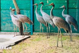 6只赤颈鹤。图自越通社