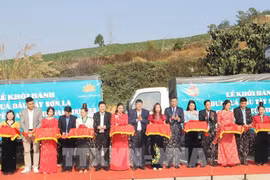 山萝省人民委员会在梅山县科耐乡与越南国家航空总公司联合举行仪式，将山萝草莓作为越航机上餐食。图自越通社