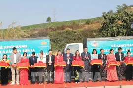 山萝省人民委员会在梅山县科耐乡与越南国家航空总公司联合举行仪式，将山萝草莓作为越航机上餐食。图自越通社