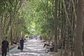 越南竹林现身北非植物园。图自越通社