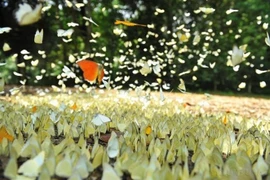 菊芳国家公园占地面积达2.5万公顷，拥有丰富多样的动植物资源，具有热带雨林的典型特征。图自越通社