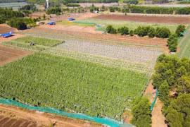 广义省安富社农民按照VietGAP标准开展蔬菜种植模式，取得显著成效。图自越通社