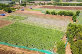 广义省安富社农民按照VietGAP标准开展蔬菜种植模式，取得显著成效。图自越通社