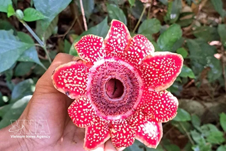 风牙-格榜国家公园发现濒危花种。图自越通社