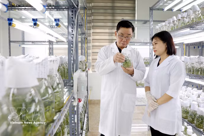 太平种子集团股份公司是越南领先的作物种子企业之一，拥有30种作物的品种权；拥有3家符合国际标准的工厂。图自越通社