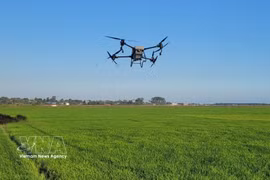 使用无人机（drone）喷洒农药。图自越通社