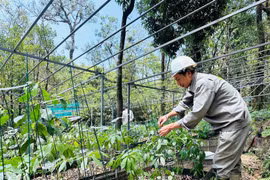 黎光蓝先生细心、精心照料着一株株郁郁葱葱的玉灵参。图自Vietnam+