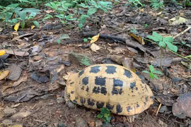 珍稀黄山龟已被列入越南政府2021年第84/2021/NĐ-CP号议定IIB类濒危珍稀物种名录。图自越通社