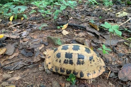 珍稀黄山龟已被列入越南政府2021年第84/2021/NĐ-CP号议定IIB类濒危珍稀物种名录。图自越通社