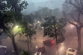 第3号台风导致强降雨，河内多处树木和车辆在街头被吹倒。图自越通社