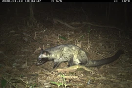 资料图。美山世界文化遗产管理委员会供图