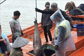 资料图。图自越通社