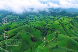 富寿龙谷茶山青翠欲滴，成为茶园体验式旅游发展的亮点。图自越通社