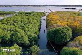 如茶红树林。图自越通社