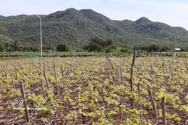 庆和省南部的一些地区正在扩大葡萄大规模种植面积。图自越通社