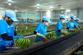 资料图。图自越通社