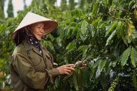 咖啡出口量大幅增长51.1%，主要得益于出口平均价格飙升至5698美元/吨（上涨67.5%）。图自Vietnam+