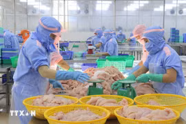 出口查鱼的加工活动。图自越通社