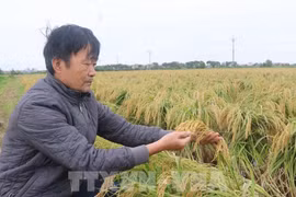 三山糯米获得三级“一乡一品”产品认证。图自越通社