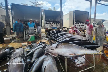 越南金枪鱼出口灵活调整以保持增长势头。图自越通社