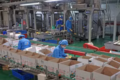 位于海防市石魁坊一号工业群的龙海有限责任公司每年生产数百吨产品，向国内市场供应并出口海外。图自越通社