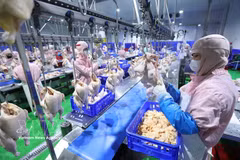 加工鸡肉生产线。图自越通社