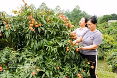 北宁省早熟荔枝深受市场青睐，出口逾1000吨。图自越通社