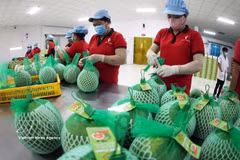 永隆省Vina T&T集团公司工人正在包装红心青皮柚产品，用于出口。图自越通社