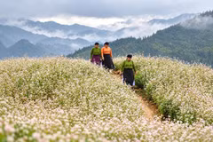 荞麦花盛开美景。图自越通社