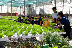 附图：在胡志明市端玉农业合作社参观高科技蔬菜种植模式。图自越通社