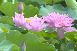 兴安省促进农业观光旅游模式发展