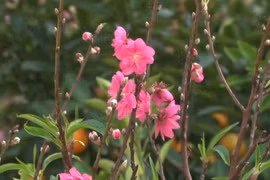道德花村春意盎然 呈现出一派产业兴旺的勃勃生机