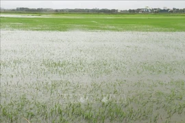 第1号台风严重影响越南中部各省 被淹水稻面积近6万公顷。图自越通社