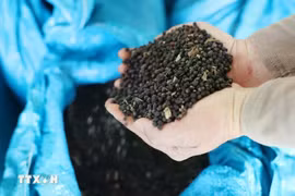 2025年第一季度越南胡椒出口额达3.26多亿美元。图自越通社