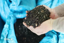 2025年第一季度越南胡椒出口额达3.26多亿美元。图自越通社