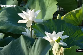 越南年轻人争相打卡顺化“进贡”白莲池