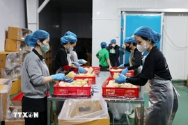 2025年上半年越南冷冻榴莲出口同比增长两倍