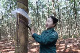 同奈橡胶总公司的平禄橡胶工人正在收割橡胶乳胶。