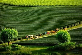 越南第六次荣获“世界领先遗产目的地”称号